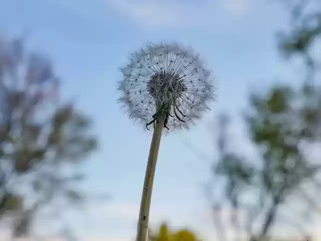 Free download Sky Dandelion Plant -  free photo or picture to be edited with GIMP online image editor