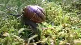 Free download Snail Grass Mucus free video to be edited with OpenShot online video editor