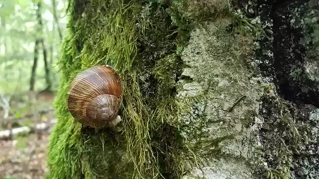 Free download Snail Tree Nature -  free free photo or picture to be edited with GIMP online image editor