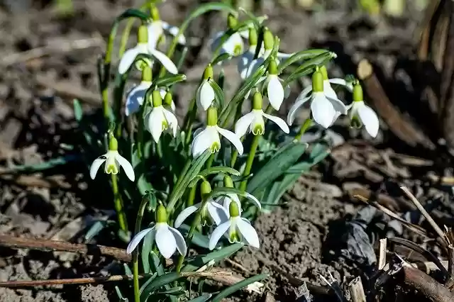 Free download Snowdrop White Signs Of Spring -  free photo or picture to be edited with GIMP online image editor