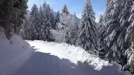 Free download Snow Fir Trees -  free video to be edited with OpenShot online video editor