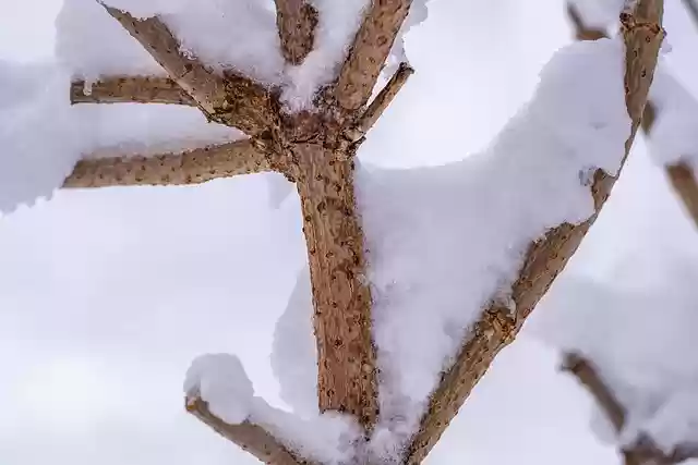 دانلود رایگان عکس یخبندان شاخه های درخت برفی زمستانی برای ویرایش با ویرایشگر تصویر آنلاین رایگان GIMP