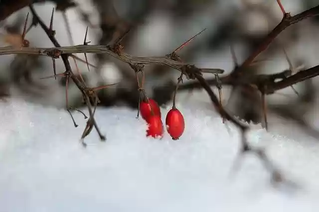 Descarga gratuita de la plantilla de fotografía gratuita Snow Winter White para editar con el editor de imágenes en línea GIMP