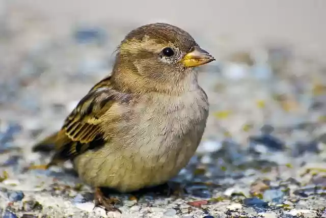 Free download sparrow bird animal songbird free picture to be edited with GIMP free online image editor