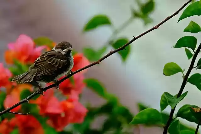 Free download sparrow bird nature animal twig free picture to be edited with GIMP free online image editor