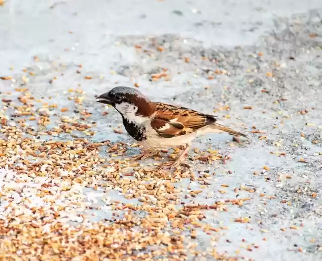 Free download sparrow male sparrow bird free picture to be edited with GIMP free online image editor