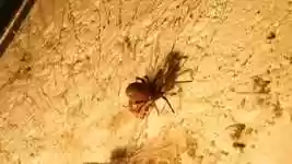 Free download Spider Food Nature -  free video to be edited with OpenShot online video editor