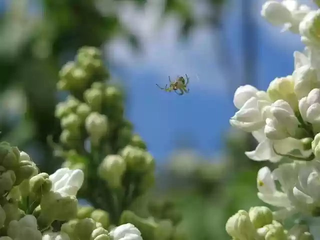 Free download spider lilac pumpkin spider nature free picture to be edited with GIMP free online image editor