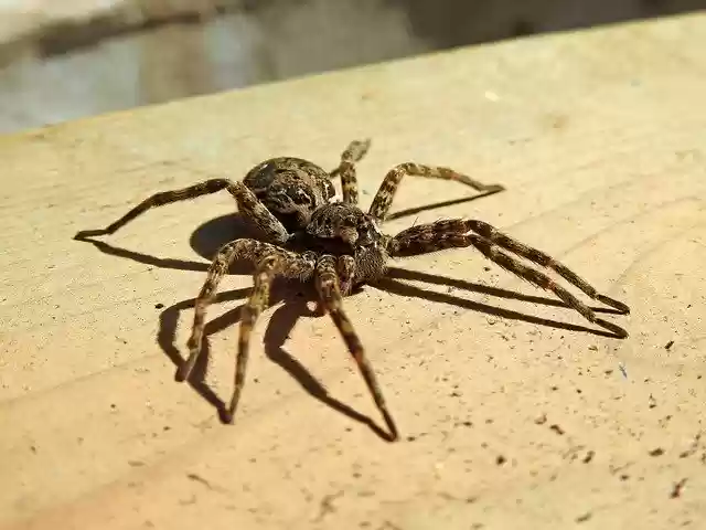 Muat turun percuma Spider-Wolf Spider Brown - foto atau gambar percuma untuk diedit dengan editor imej dalam talian GIMP