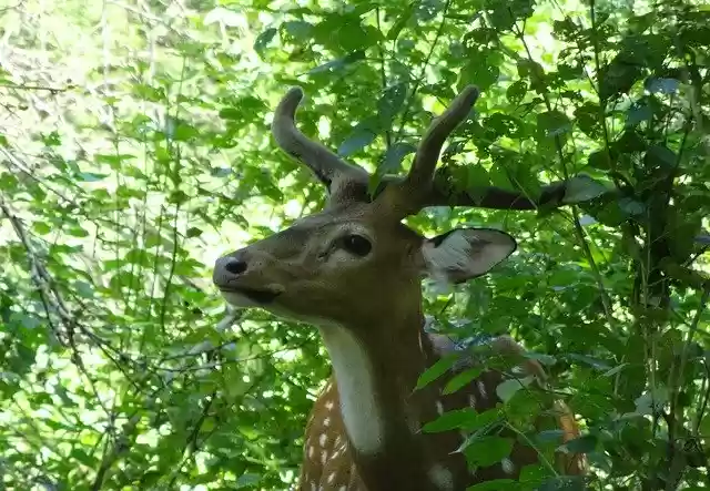 Free download Spotted Deer Chital Stag -  free photo or picture to be edited with GIMP online image editor