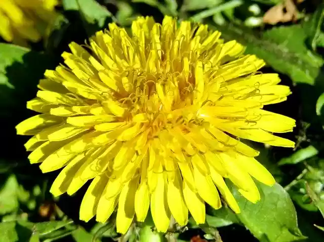 Free download Spring Dandelion Close Up -  free photo or picture to be edited with GIMP online image editor