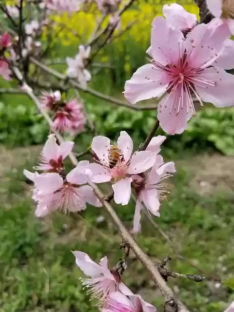 免费下载 Spring Equinox Peach - 可使用 GIMP 在线图像编辑器编辑的免费照片或图片