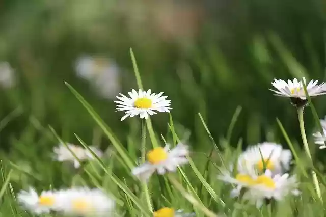 免费下载 Spring Flowers Meadow - 使用 GIMP 在线图像编辑器编辑的免费照片或图片