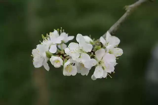 Free download spring white flower nature free picture to be edited with GIMP free online image editor