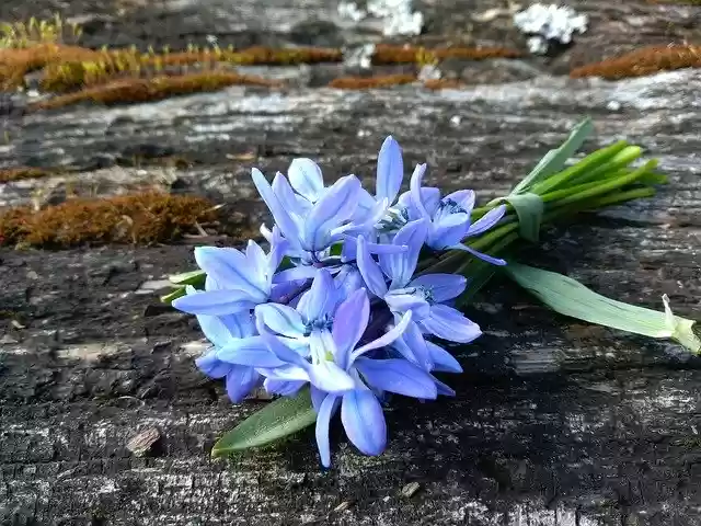 സൗജന്യ ഡൗൺലോഡ് Squill Spring April Blue - GIMP ഓൺലൈൻ ഇമേജ് എഡിറ്റർ ഉപയോഗിച്ച് എഡിറ്റ് ചെയ്യാനുള്ള സൗജന്യ ഫോട്ടോയോ ചിത്രമോ