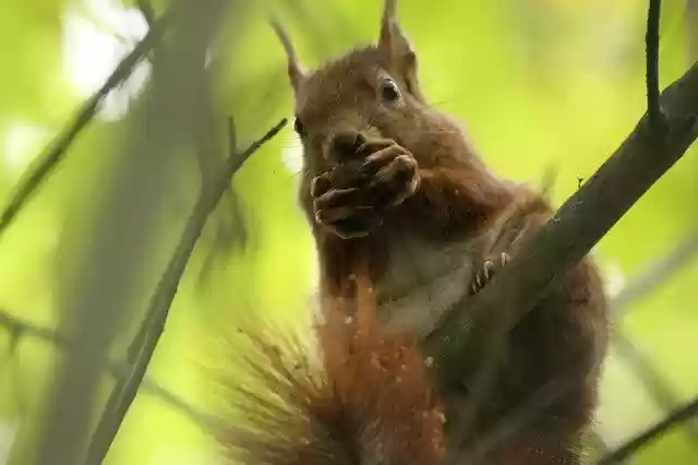 Free download Squirrel Nature Rhone -  free photo or picture to be edited with GIMP online image editor