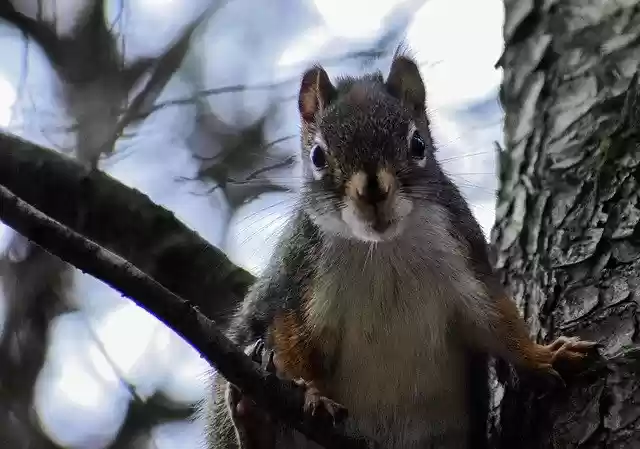 Free download Squirrel Tree Nature -  free free photo or picture to be edited with GIMP online image editor