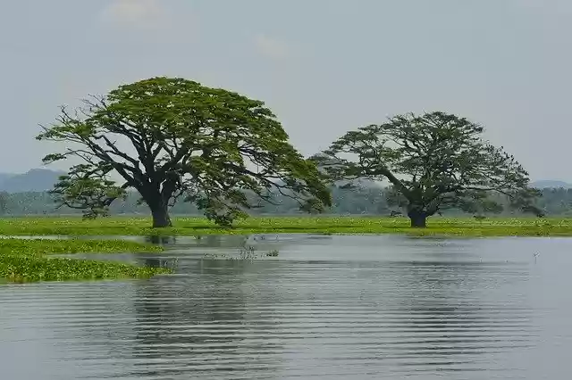 Free download Sri Lanka Trees Water -  free photo or picture to be edited with GIMP online image editor