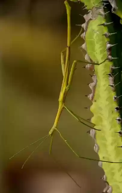 Free download Stick Insect Green Wild -  free photo or picture to be edited with GIMP online image editor