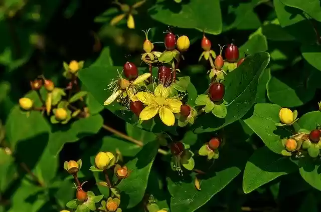 Free download St JohnS Wort Plant Nature -  free photo or picture to be edited with GIMP online image editor