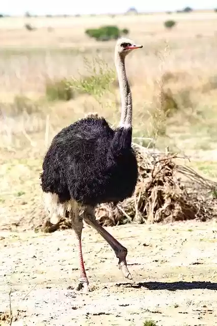 Bezpłatne pobieranie Strauss Bouquet Bird - bezpłatne zdjęcie lub obraz do edycji za pomocą internetowego edytora obrazów GIMP