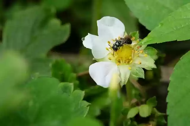 Free download Strawberry Bee Blossom -  free photo or picture to be edited with GIMP online image editor