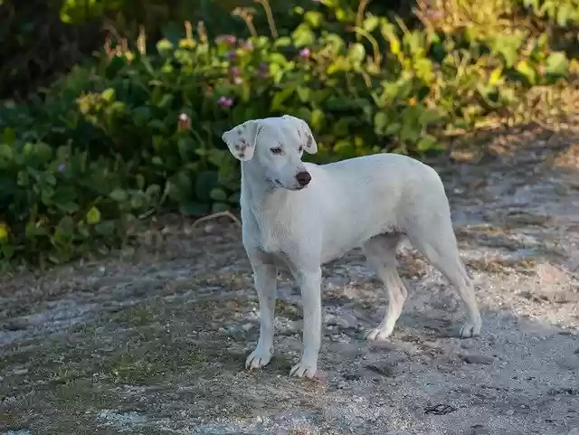 Free download Stray Dog On Beach White -  free photo or picture to be edited with GIMP online image editor