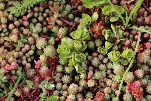 Free download Succulents And Groundcover Cacti -  free photo or picture to be edited with GIMP online image editor