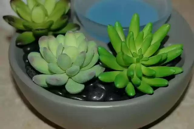 Free download Succulent Wax Warmer -  free photo or picture to be edited with GIMP online image editor