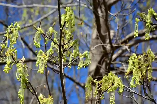 Free download Sugar Maple Tree Hanging Flower -  free photo or picture to be edited with GIMP online image editor