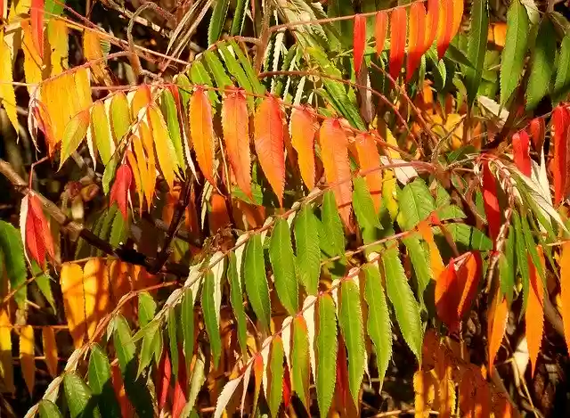 Free download Sumac Tree Rhus Typhina -  free photo or picture to be edited with GIMP online image editor