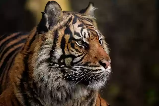 Free download sumatran tiger tiger feline free picture to be edited with GIMP free online image editor