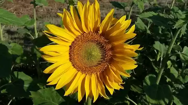 Free download Sunflower Field Summer -  free photo or picture to be edited with GIMP online image editor