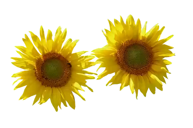 Free download Sunflower Isolated Cut Out -  free photo or picture to be edited with GIMP online image editor