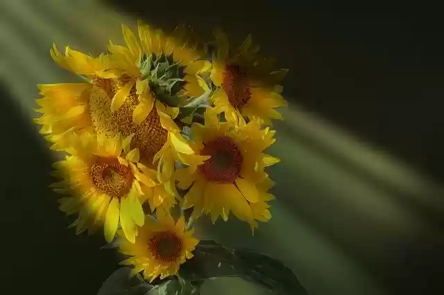 Ücretsiz indir Sunflower Light Beam Golden - GIMP çevrimiçi resim düzenleyici ile düzenlenecek ücretsiz fotoğraf veya resim