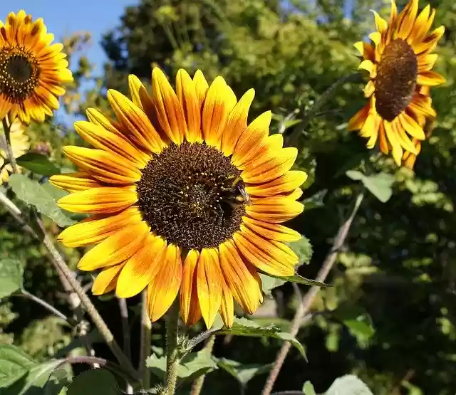 Free download Sunflower Nature Flower -  free photo or picture to be edited with GIMP online image editor