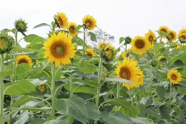 免费下载向日葵植物黄色 - 可使用 GIMP 在线图像编辑器编辑的免费照片或图片