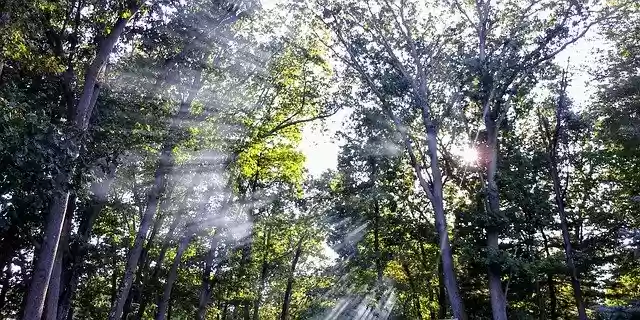 免费下载 Sunlight Rays Forest - 可使用 GIMP 在线图像编辑器编辑的免费照片或图片