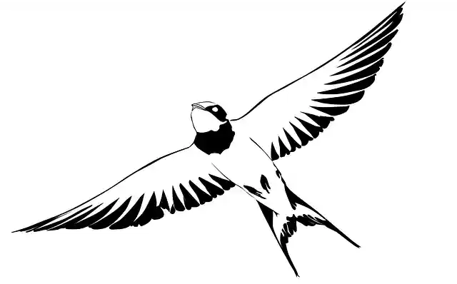 Free download Swallow Bird - Free vector graphic on Pixabay free illustration to be edited with GIMP free online image editor