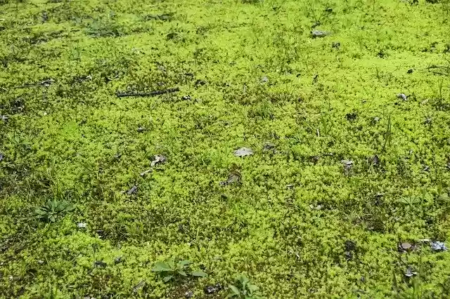 Free download Swamp Moss Texture -  free photo or picture to be edited with GIMP online image editor