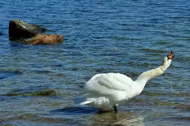 Free download Swan Baltic Sea Graceful -  free photo or picture to be edited with GIMP online image editor