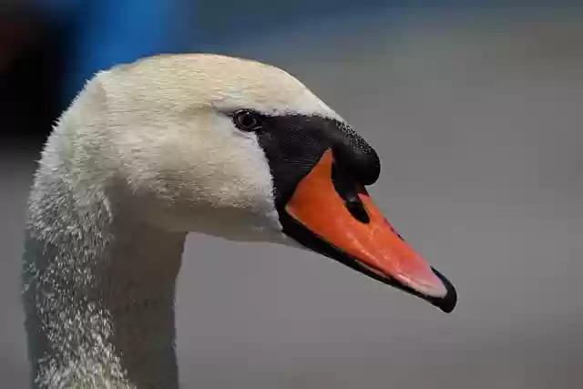 Free download swan head beak portrait bird lake free picture to be edited with GIMP free online image editor