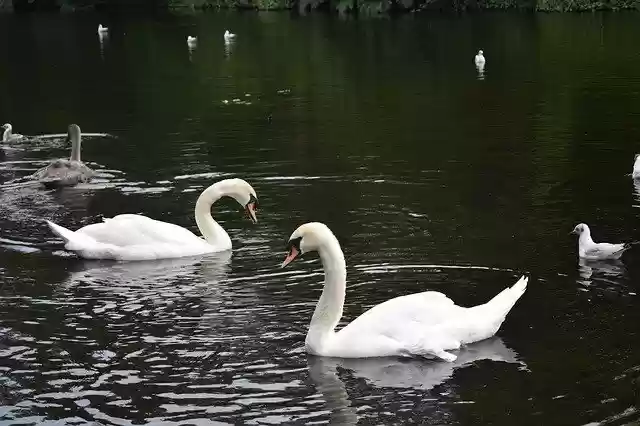 Free download Swans Pond Water -  free photo or picture to be edited with GIMP online image editor