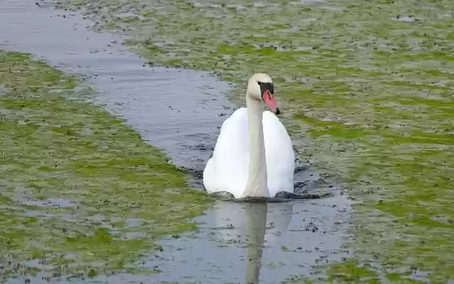 Free download Swan Spring Lake Autumn -  free photo or picture to be edited with GIMP online image editor