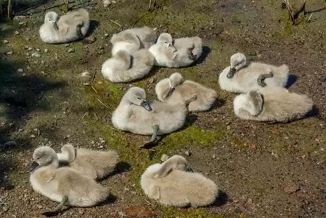 Free download Swan The Brood Waterfowl free photo template to be edited with GIMP online image editor