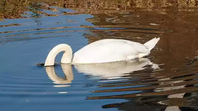 Free download Swan Water Swim -  free photo or picture to be edited with GIMP online image editor