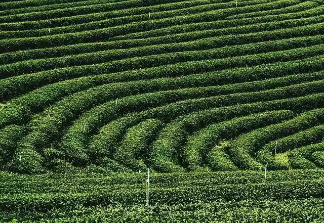 Free download tea plantations sightseeing relaxing free picture to be edited with GIMP free online image editor