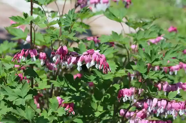 Free download the bleeding heart dicentra free picture to be edited with GIMP free online image editor