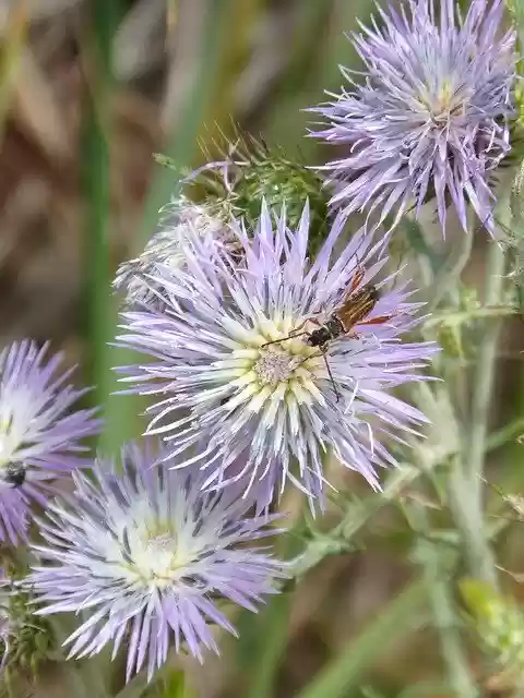 Free download Thistle Flower Insect Libar -  free photo or picture to be edited with GIMP online image editor