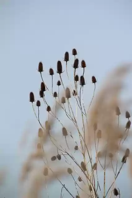 বিনামূল্যে ডাউনলোড করুন থিসল ফ্লাওয়ারস ড্রাই নেচার মারাইস - জিআইএমপি অনলাইন ইমেজ এডিটরের মাধ্যমে বিনামূল্যে ছবি বা ছবি সম্পাদনা করা হবে